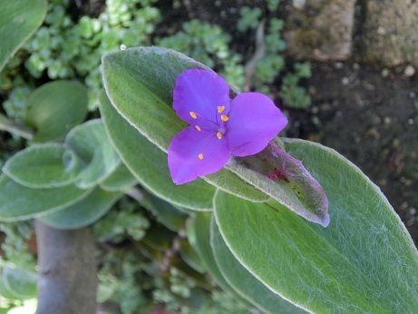 地植えの多肉 ホワイトベルベット。アクセス数を解析してみた。 | 静かな時が流れる｢風の庭」 - 楽天ブログ