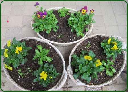 冬が来た 春のビオラの寄せ植え作り 銀杏の栄養 狭い庭を花いっぱいにする育て方 楽天ブログ