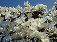 ３月８日の誕生花 コブシ 辛夷 の花言葉 歓迎 握りこぶしを開いた白い花の 愛らしさ 弥生おばさんのガーデニングノート 花と緑の365日 楽天ブログ