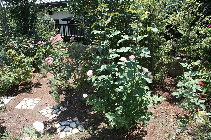ダフネの二番花 嬉しいベイサルシュートが2本 スローライフに憧れて 薔薇や野菜を育てながら 楽天ブログ