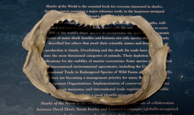 カグラザメの顎 | ☆ヨッキーのサメ好きブログ - 楽天ブログ