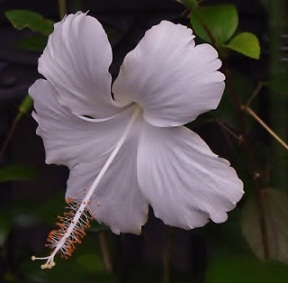 <2010年>映画「スイートリトルライズ」 オイラのブログ 楽天ブログ