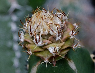 オブレゴニア 多頭 実生 オブレゴニア・帝冠 | ☆ガマンマの ニク・サボ栽培☆ - 楽天ブログ