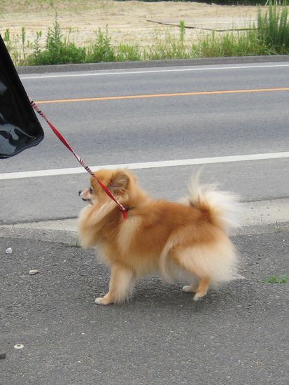 散歩中の犬を撮る 歌 と こころ と 心 の さんぽ 楽天ブログ