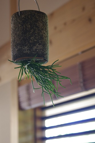 リプサリスを植え替え | スゴモリノイエ・・・シンプルに暮らす12ヶ月