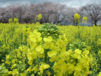 菜の花