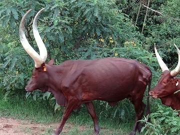 gelanysayange