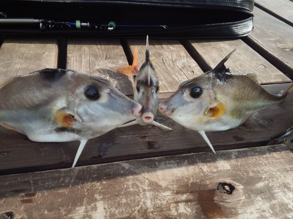 釣った魚を喰う 第三弾 ギマ煮 とっしーたいちょーのブログ 楽天ブログ