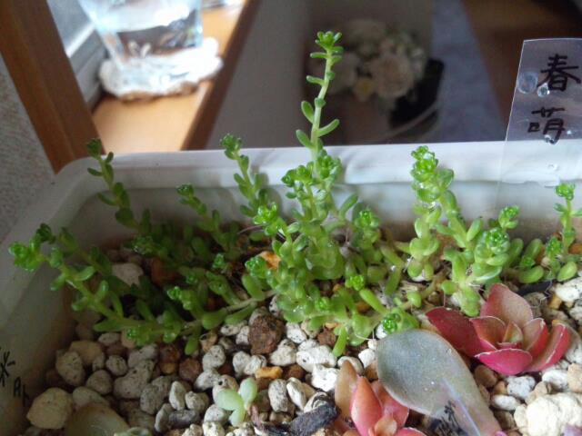 セダム 葉挿し