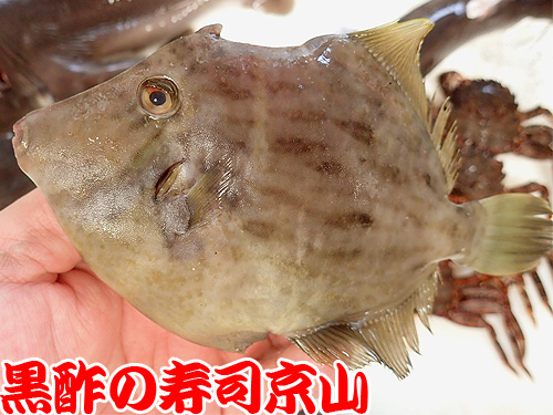 カワハギ