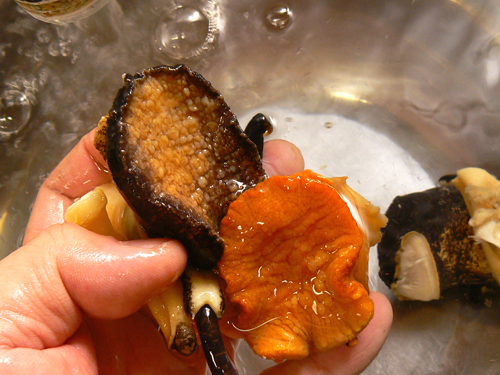 ほら貝の仲間 ボウシュウボラとイトマキボラ入荷しました 宅配寿司 黒酢の寿司京山のブログ 楽天ブログ