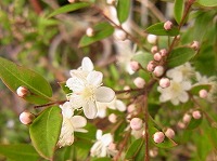 ９月２１日の誕生花 マートルの花言葉 愛のささやき 花嫁のブーケに添えられるイワイノキ 祝いの木 の 高貴な美しさ 弥生おばさんのガーデニングノート 花と緑の365日 楽天ブログ