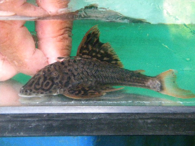 DSCN6871.JPG