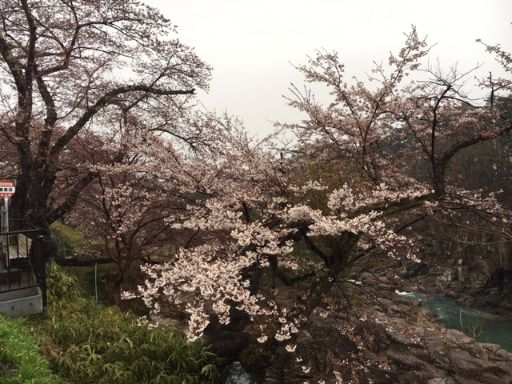 厳美渓の桜