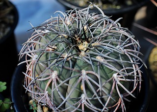 天平丸確認用 Shabomaniac! 難物サボテン「天平丸」