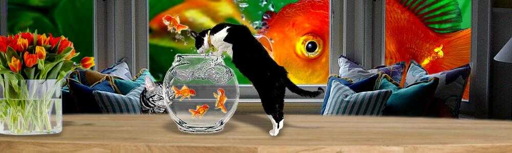 耳（ミミ）とチャッピの布団