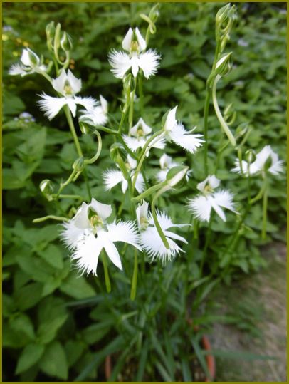 鷺草の舞ひ飛ぶ姿天使かな♪ | 花の歳時記 （天南星の魅力＆山野草） - 楽天ブログ