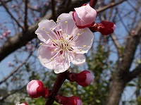 ４月１２日の誕生花 アンズ 杏 杏子 の花言葉 乙女のはにかみ 可憐な花が結ぶ 疑惑 の実 弥生おばさんのガーデニングノート 花と緑の365日 楽天ブログ