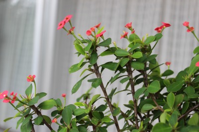 IMG_8514.jpg