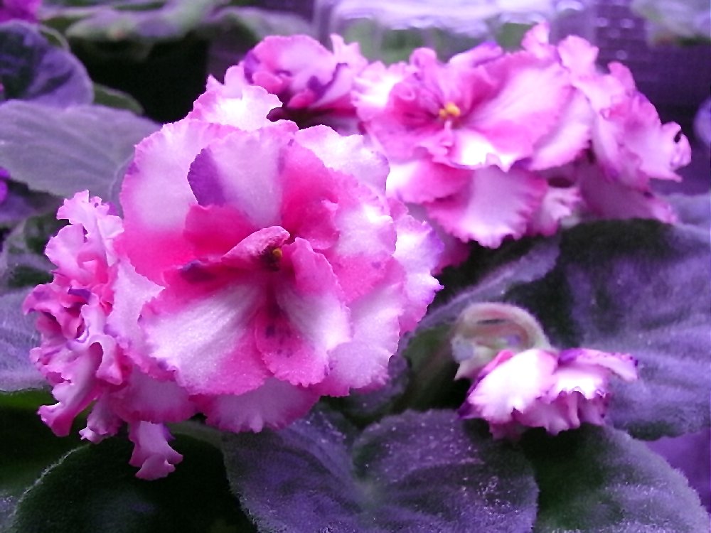 セントポーリア　Zaca's ette 初開花株 縞花 セントポーリア Zaca's ette 初開花株 縞花 Sketch Artist