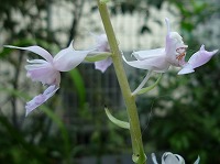 ８月２６日の誕生花 ナツエビネ 夏海老根 の花言葉 誠実 冷涼な山地の林下でひっそりと咲く上品な野生ラン 弥生おばさんのガーデニングノート 花と緑の365日 楽天ブログ