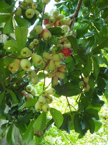 沖縄の実家の庭になる果物 やっぱり山と花が好き 楽天ブログ