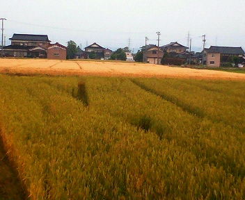 小麦畑と大麦葉畑