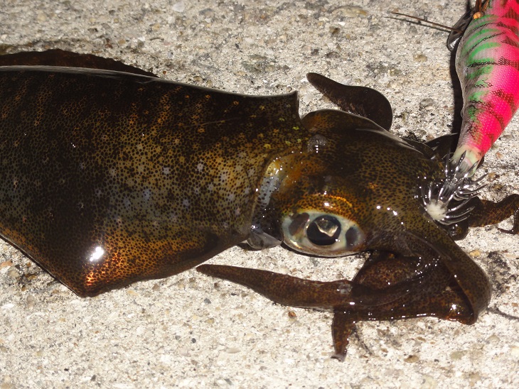 アオリイカ タコ 太刀魚 ハマチ シーバス 神戸港 垂水漁港 舞子浜 須磨浦 ポーアイ 西宮浜 芦屋浜 大蔵海岸 明石漁港 林崎漁港 淡路島 ルアー釣りポイント エアコン取付 エアコン工事 エアコン販売 業務用エアコン 尼崎市伊丹市西宮市宝塚市芦屋市神戸市 楽天ブログ