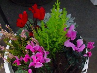 １２月１０日の誕生花 コニファーの花言葉 不変 彩り豊かでおしゃれな針葉 弥生おばさんのガーデニングノート 花と緑の365日 楽天ブログ