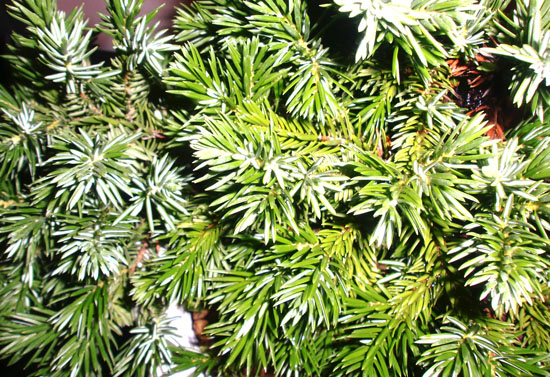 バンブーハウス 沖縄 沖縄の貴重な植物 オキナワハイネズ | 沖縄