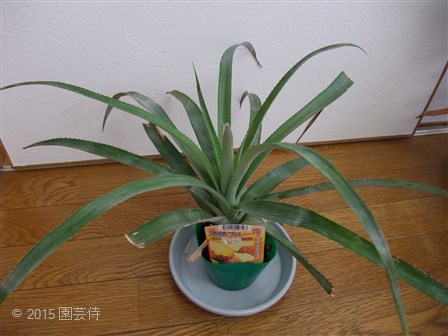 スナックパインに挑戦 園芸侍の なんでも植物栽培記 楽天ブログ