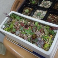 多肉植物 カット苗 寄せ植え