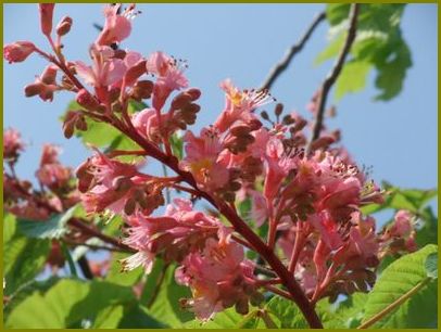 紅花の栃の花咲く高い空♪ | 花の歳時記 （天南星の魅力＆山野草