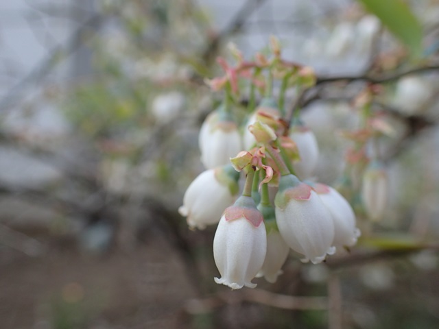 ブルーベリー ホームベルの花 はまなし生産 横浜石井果樹園 楽天ブログ