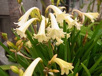 １１月２８日の誕生花 キルタンサスの花言葉 屈折した魅力 はにかみや の曲がり花 弥生おばさんのガーデニングノート 花と緑の365日 楽天ブログ