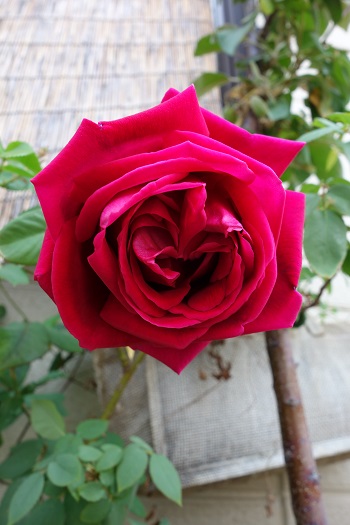 お姫様！現品、つる薔薇の苗※デトロイター➕️肥料 つるデトロイター（薔薇）開花♪ | お花爆弾 - 楽天ブログ
