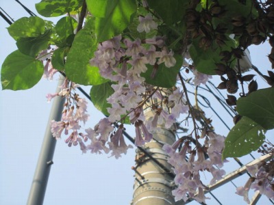@.IMG_7109.jpg