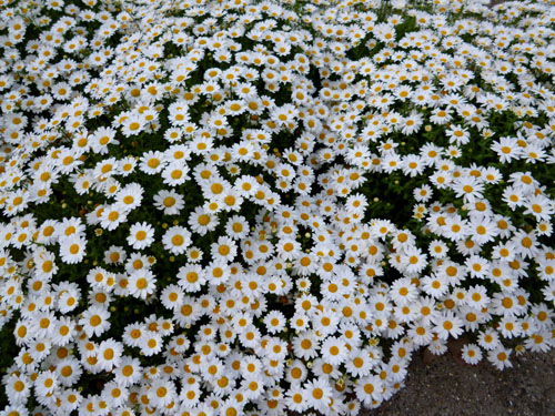 春菊の花が咲き始めました。 | 幸せの積み木 - 楽天ブログ 春菊の花が咲き始めました。 | 幸せの積み木 - 楽天ブログ