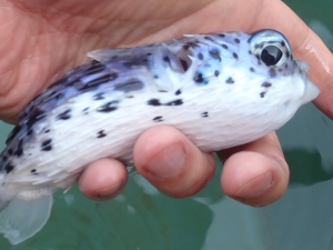青いハリセンボンさん 海水魚が好き 楽天ブログ