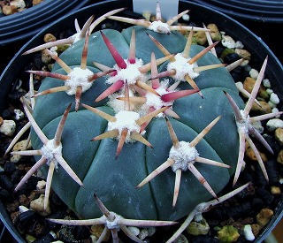 翠平丸　大株　抜き苗　サボテン　竜神接？ Echinocactus horizonthalonius 白刺翠平丸 サボテン | plants