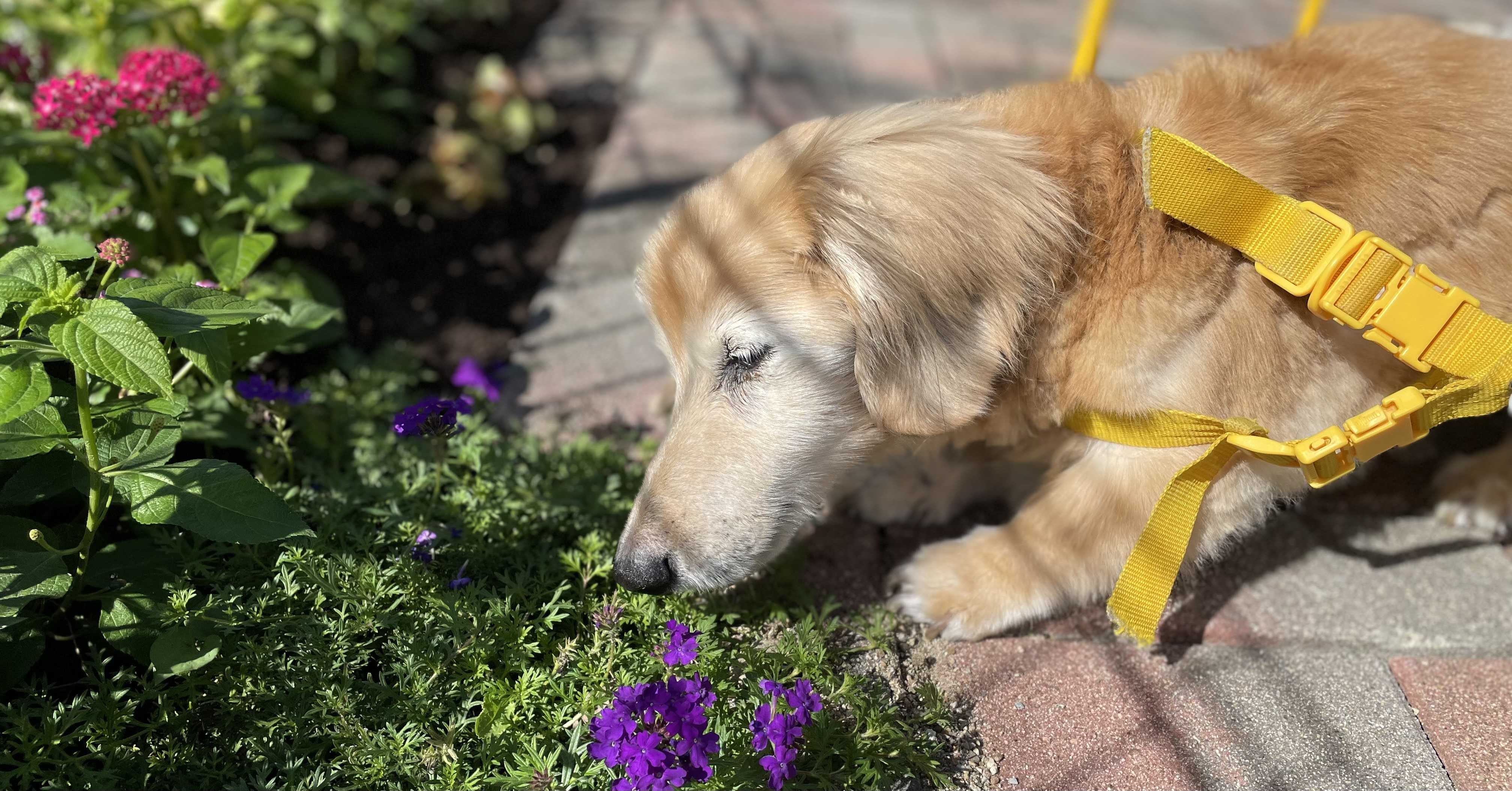 マロンといっしょ