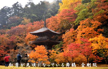 金剛院:「紅葉が見頃になっている」2016年.jpg