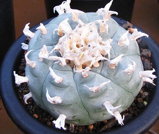 【希少現地株】群生翠冠玉 ロフォフォラ 銀冠玉 烏羽玉 菊水 帝冠 太平丸 希少現地株】群生翠冠玉 ロフォフォラ 銀冠玉 烏羽玉 菊水 帝 【