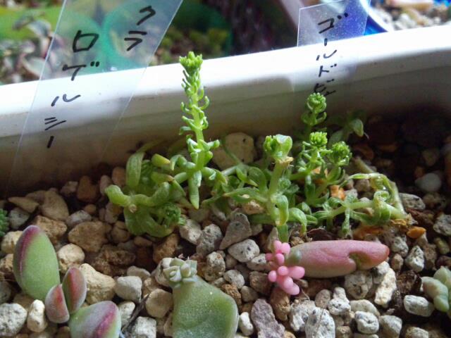 セダムアカプルコゴールド つぼみ