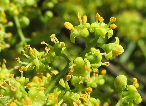 ハゼノキ 黄櫨 別名 ハゼ 櫨 雄花序の黄色い花 気ままな生活 楽天ブログ