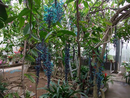 下賀茂熱帯植物園とヒスイカズラ 園芸侍の なんでも植物栽培記 楽天ブログ
