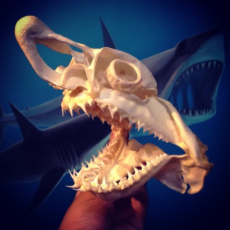 ネズミザメ 子供 頭骨標本制作 | ☆ヨッキーのサメ好きブログ - 楽天ブログ