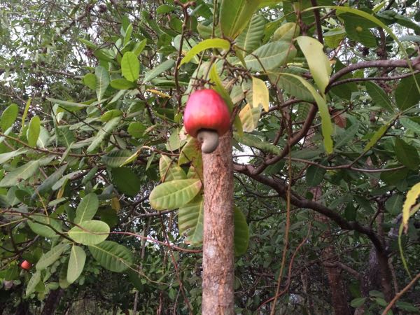 カシューナッツの実 インド生活日記 楽天ブログ