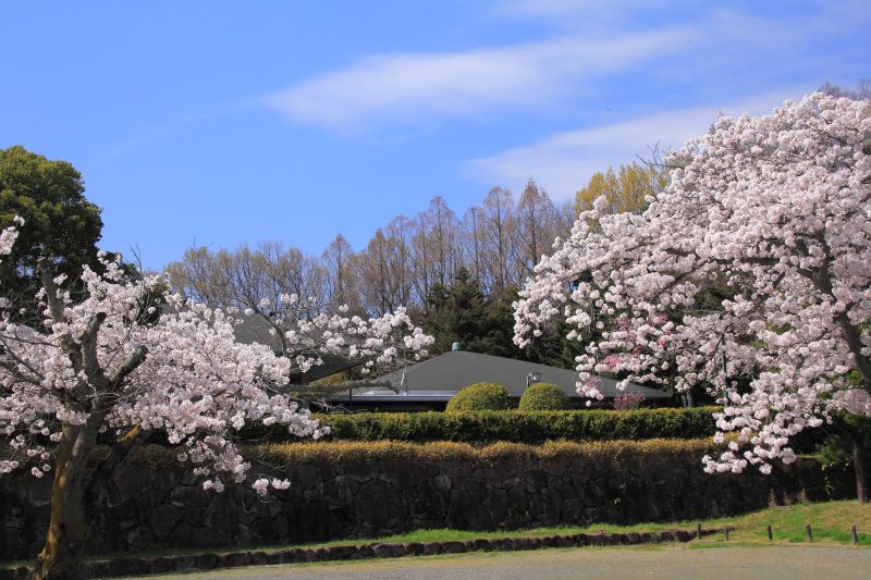 ２ ２８１ 桜便り２０１５その２０ Huちゃん 写真日記 楽天ブログ