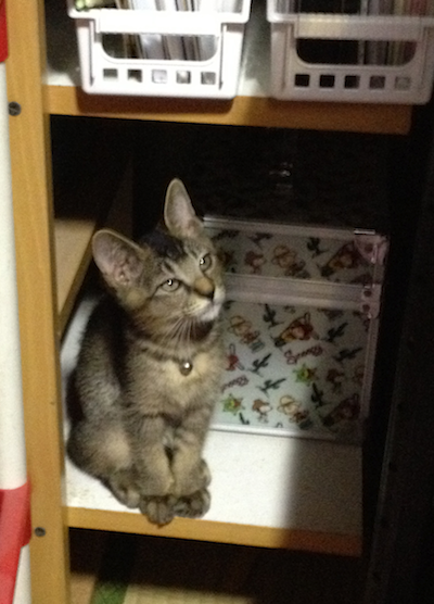 仕事部屋のクゥ